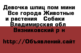 Девочка шпиц пом мини - Все города Животные и растения » Собаки   . Владимирская обл.,Вязниковский р-н